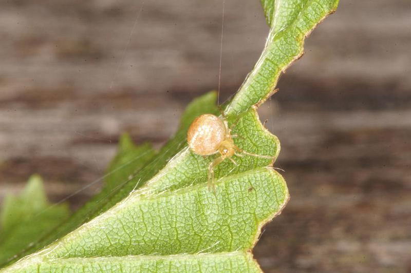 Paidiscura_pallens_D4816_Z_89_-_Frankrijk.jpg