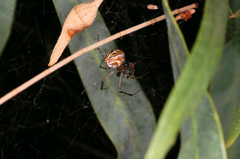 Parasteatoda_lunata_D5524_Z_89_Roma_Australie.jpg