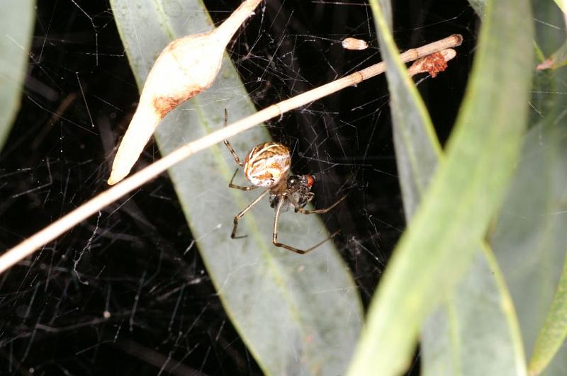 Parasteatoda_lunata_D5525_Z_87_Roma_Australie.jpg