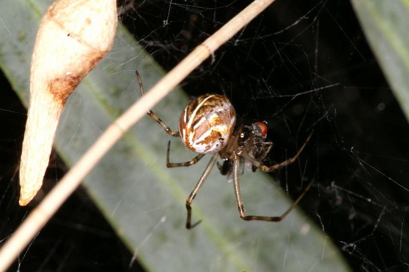 Parasteatoda_lunata_D5526_Z_90_Roma_Australie.jpg