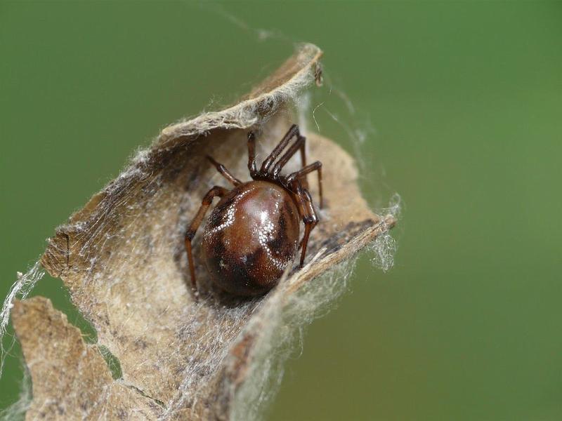 Parasteatoda_mundula_D6541_Z_88_Brisbane_Australie.jpg