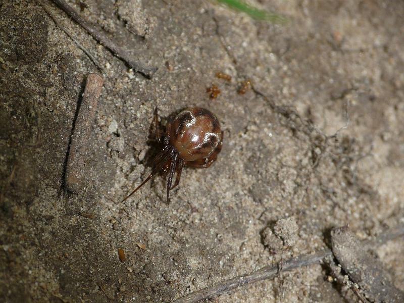 Parasteatoda_mundula_D6542_Z_88_Brisbane_Australie.jpg