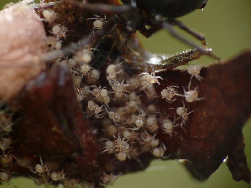 Parasteatoda_mundula_D6725_Z_87_Brisbane_Australie.jpg