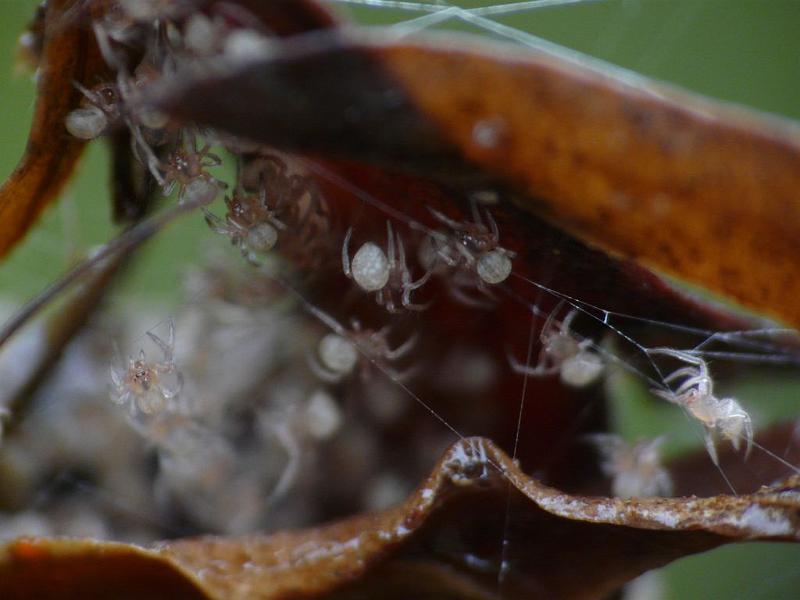 Parasteatoda_mundula_D6727_Z_88_Brisbane_Australie.jpg