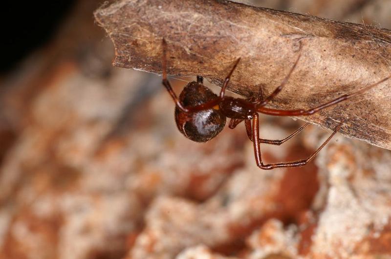 Parasteatoda_mundula_D8031_Z_87_Brisbane_Australie.jpg