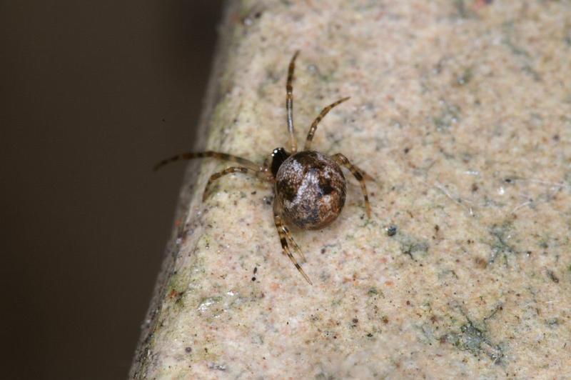 Parasteatoda_tepidariorum_D2916_Z_82_Badhoevedorp_Nederland.jpg