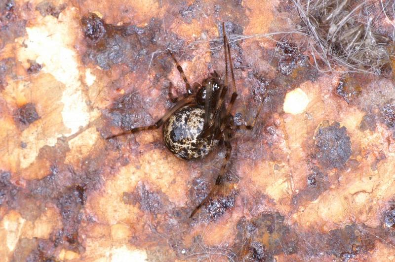 Parasteatoda_tepidariorum_D2917_Z_82_Badhoevedorp_Nederland.jpg