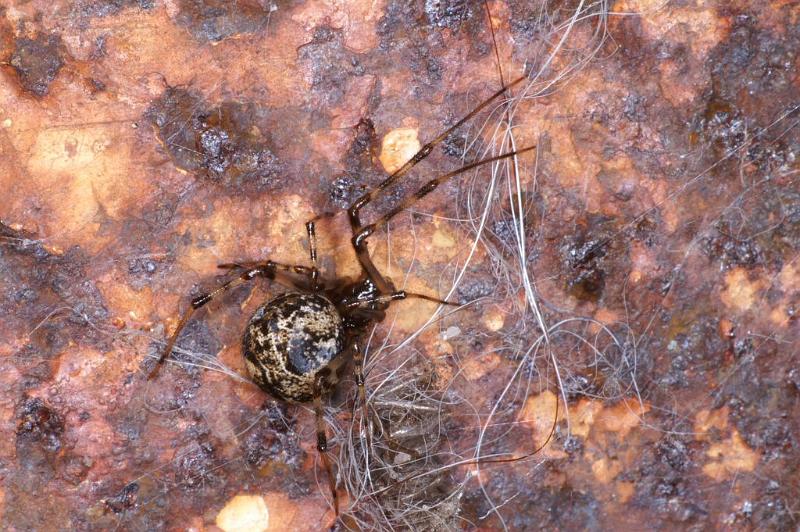 Parasteatoda_tepidariorum_D2919_Z_81_Badhoevedorp_Nederland.jpg