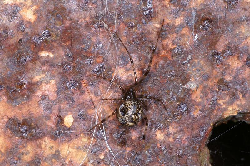 Parasteatoda_tepidariorum_D2920_Z_85_Badhoevedorp_Nederland.jpg