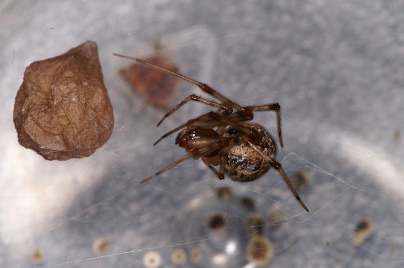 Parasteatoda_tepidariorum_D3811_D_88_Badhoevedorp_Nederland.jpg