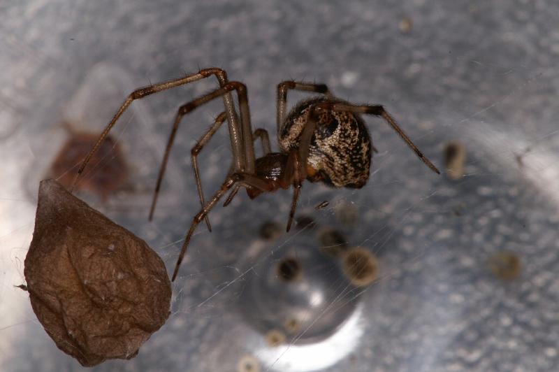 Parasteatoda_tepidariorum_D3812_Z_90_Badhoevedorp_Nederland.jpg