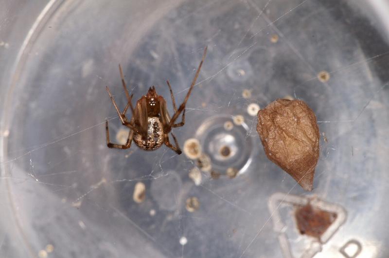 Parasteatoda_tepidariorum_D3813_Z_90_Badhoevedorp_Nederland.jpg