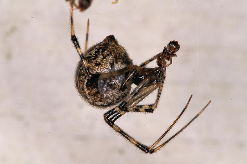 Parasteatoda_tepidariorum_D4426_Z_88_Badhoevedorp_Nederland.jpg