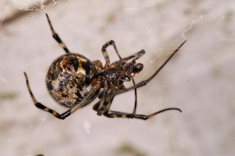 Parasteatoda_tepidariorum_D4427_Z_88_Badhoevedorp_Nederland.jpg