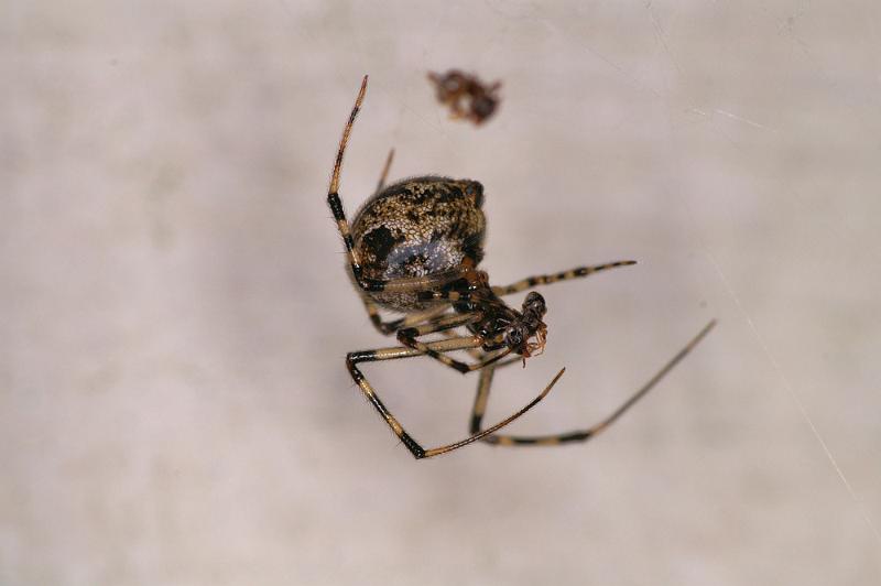 Parasteatoda_tepidariorum_D4428_Z_88_Badhoevedorp_Nederland.jpg