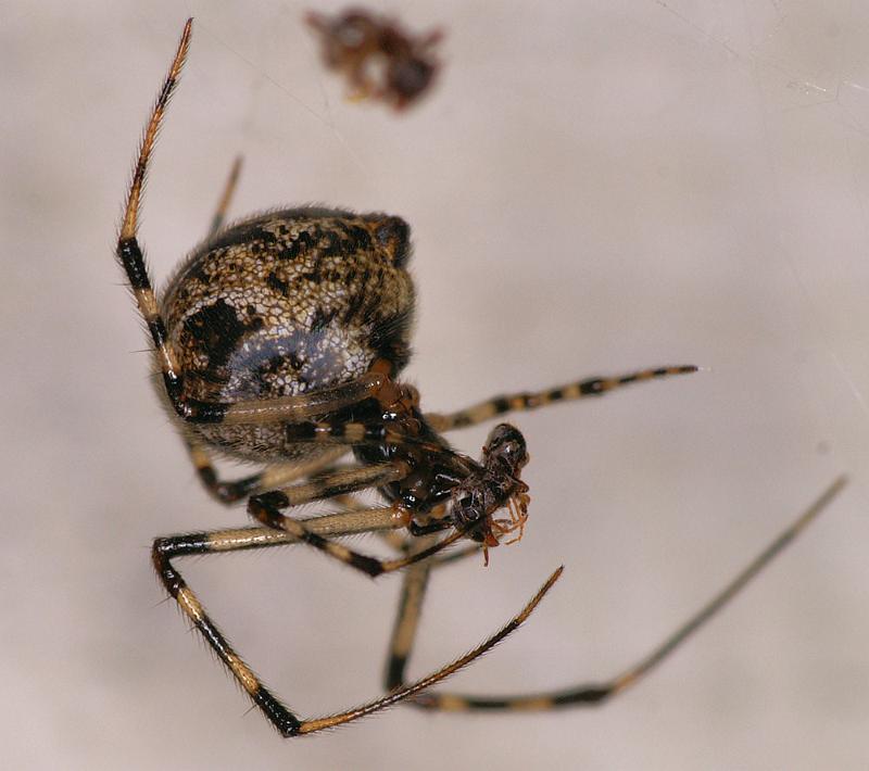 Parasteatoda_tepidariorum_D4429_Z_90_Badhoevedorp_Nederland.jpg