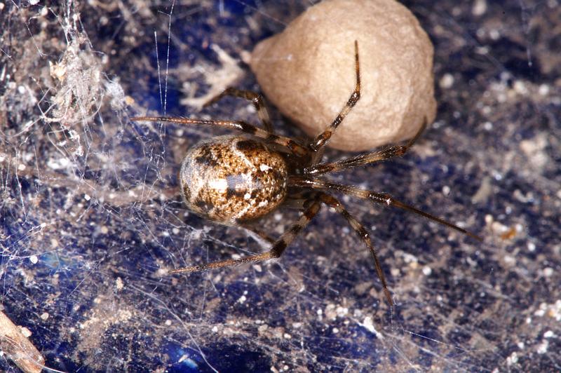 Parasteatoda_tepidariorum_D4520_Z_87_Badhoevedorp_Nederland.jpg