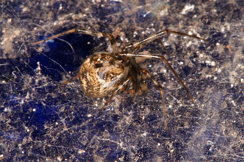 Parasteatoda_tepidariorum_D4522_Z_87_Badhoevedorp_Nederland.jpg