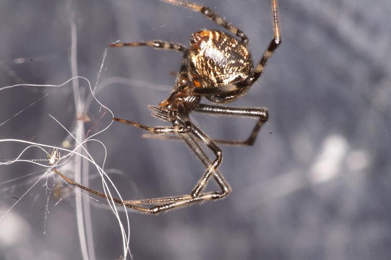 Parasteatoda_tepidariorum_D4714_Z_89_Badhoevedorp_Nederland.jpg