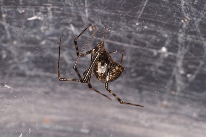 Parasteatoda_tepidariorum_D4715_Z_89_Badhoevedorp_Nederland.jpg