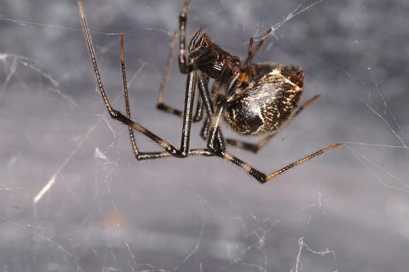 Parasteatoda_tepidariorum_D4716_Z_90_Badhoevedorp_Nederland.jpg