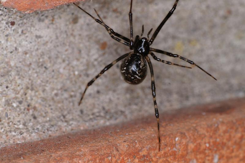 Parasteatoda_tepidariorum_D4717_Z_91_Badhoevedorp_Nederland.jpg