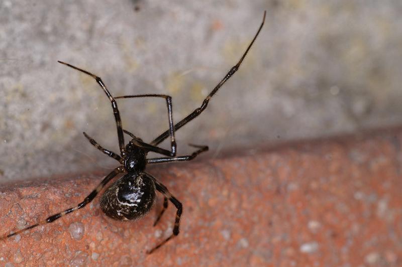 Parasteatoda_tepidariorum_D4718_Z_89_Badhoevedorp_Nederland.jpg