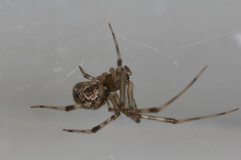 Parasteatoda_tepidariorum_D7019_Z_85_Badhoevedorp_Nederland.jpg