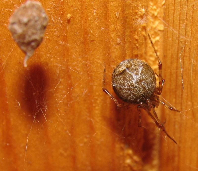 Parasteatoda_tepidariorum_F2278_Z_85_-_Nederland.jpg