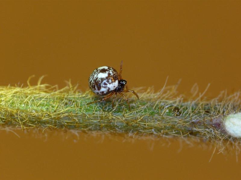 Phoroncidia_rotunda_D6932_Z_89_Brisbane_Australie.jpg