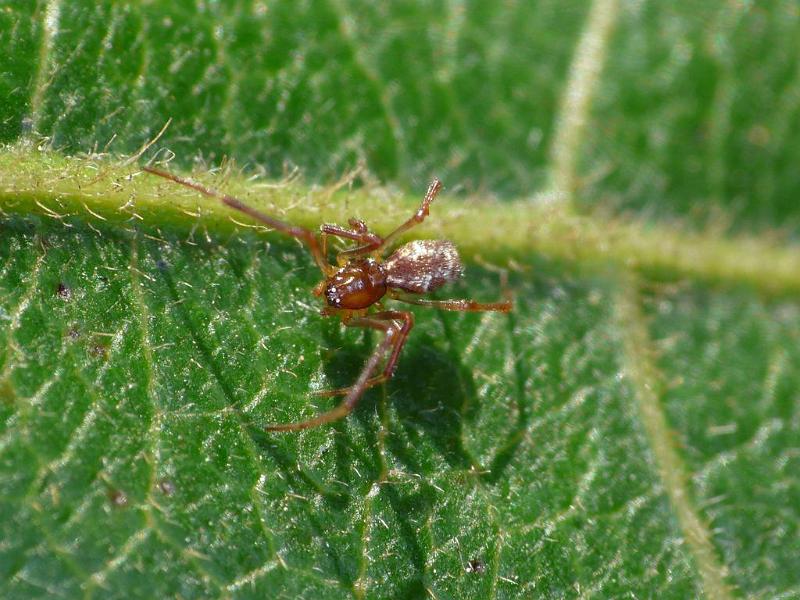 Rhomphaea_ZZ571_D6845_Z_88_Brisbane_Australie.jpg