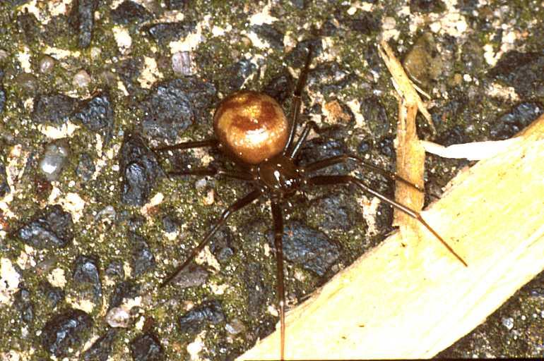 Steatoda_ZZ171_P1440_Z_75_Badhoevedorp_Nederland.jpg