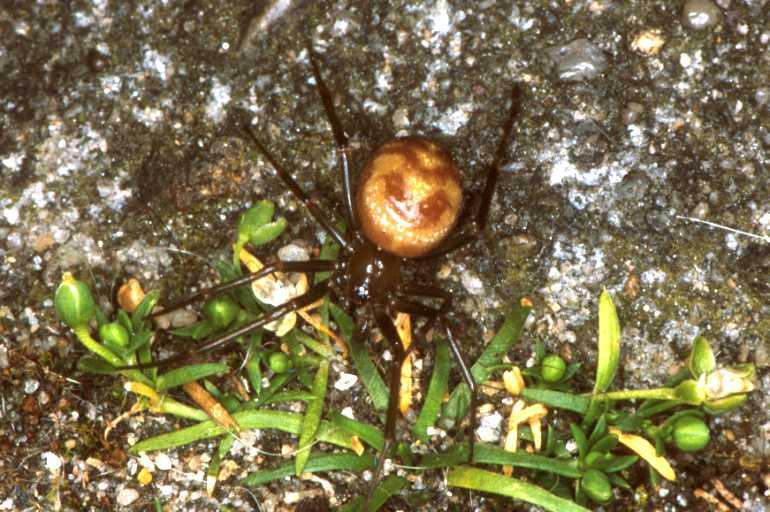 Steatoda_ZZ171_P1442_Z_76_Badhoevedorp_Nederland.jpg