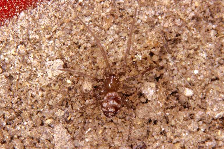 Steatoda_ZZ172_P1204_Z_80_Badhoevedorp_Nederland.jpg