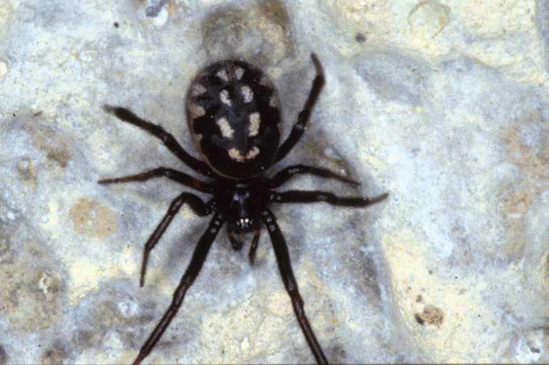 Steatoda_albomaculata_P0749_Z_85_Soube_Frankrijk.jpg