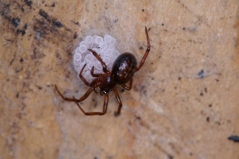 Steatoda_bipunctata_D2933_Z_80_Veenendaal_Nederland.jpg