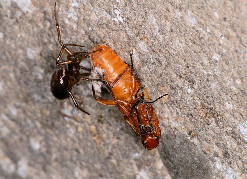 Steatoda_bipunctata_D3765_Z_85_Ooij_Nederland.jpg