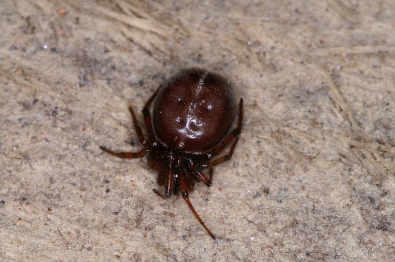 Steatoda_bipunctata_D4249_Z_80_Ooij_Nederland.jpg