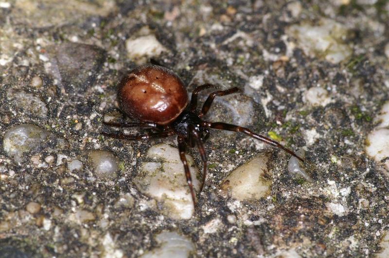 Steatoda_bipunctata_D4333_Z_89_Veenendaal_Nederland.jpg