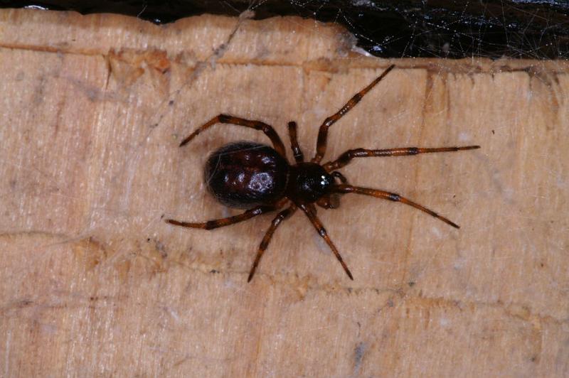 Steatoda_bipunctata_D4334_Z_84_Veenendaal_Nederland.jpg