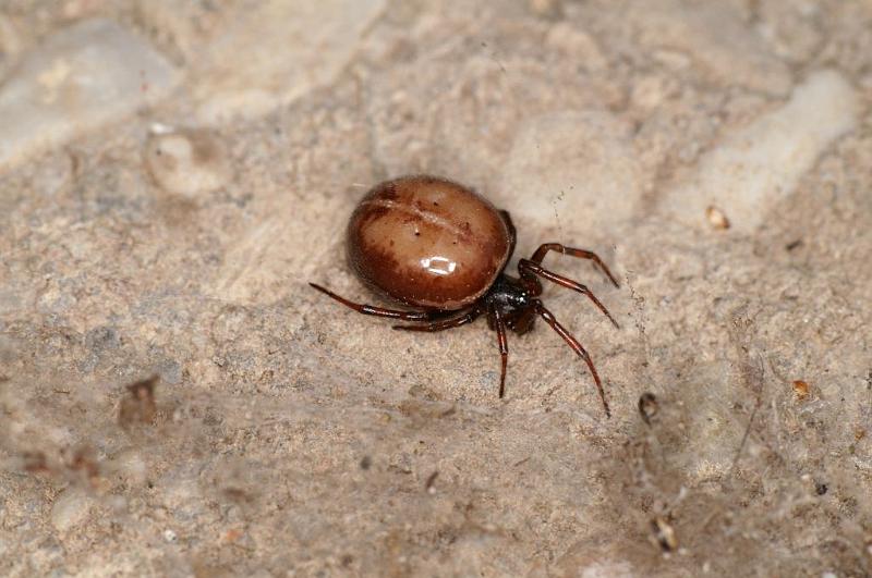 Steatoda_bipunctata_D5704_Z_87_Ooij_Nederland.jpg