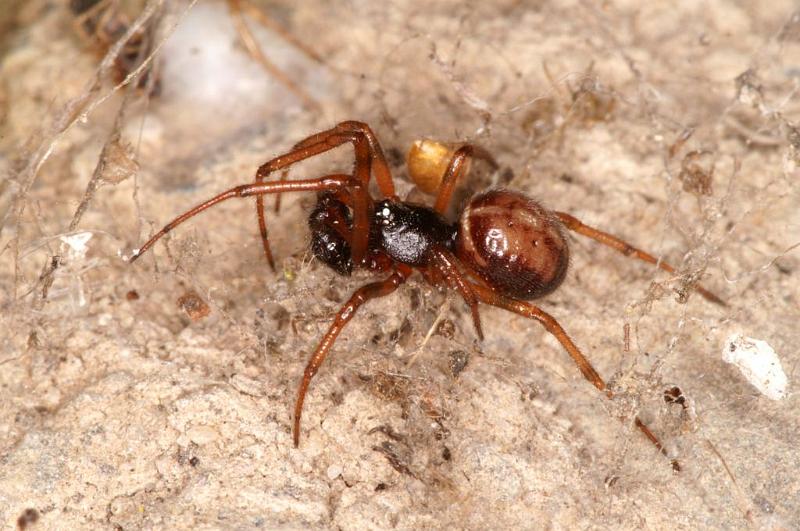 Steatoda_bipunctata_D5711_Z_88_Ooij_Nederland.jpg