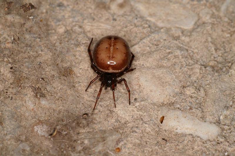 Steatoda_bipunctata_D5712_Z_88_Ooij_Nederland.jpg