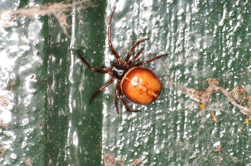 Steatoda_bipunctata_D5740_Z_85_Ooij_Nederland.jpg