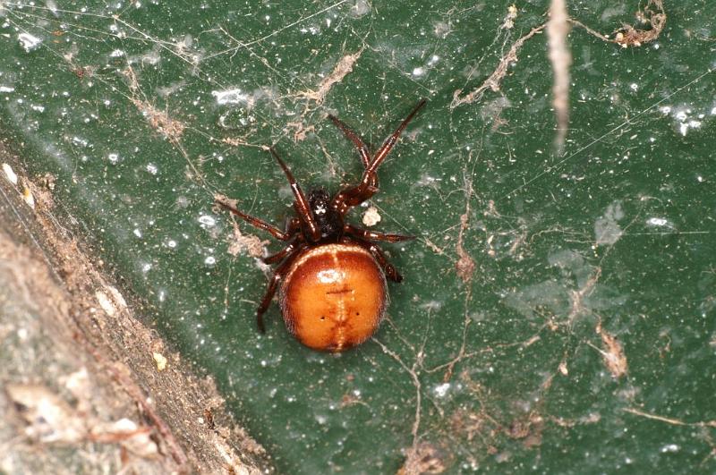 Steatoda_bipunctata_D5741_Z_86_Ooij_Nederland.jpg