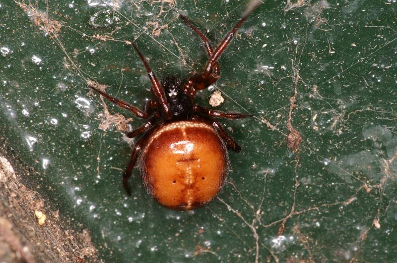 Steatoda_bipunctata_D5742_Z_88_Ooij_Nederland.jpg