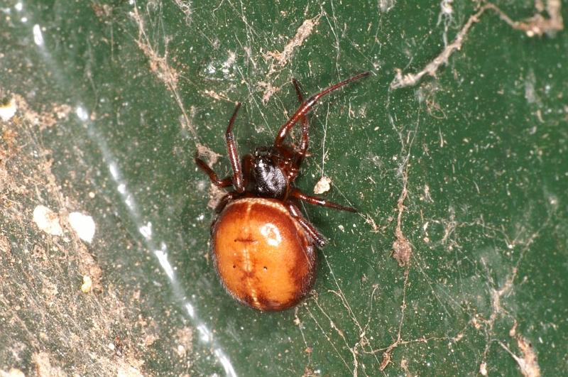 Steatoda_bipunctata_D5743_Z_87_Ooij_Nederland.jpg