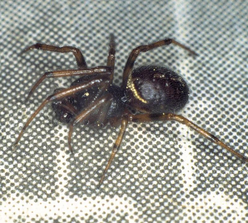 Steatoda_bipunctata_P0331_Z_75_Badhoevedorp_Nederland.jpg