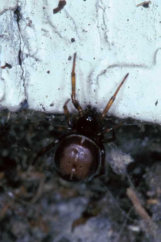 Steatoda_bipunctata_P1231_Z_80_Badhoevedorp_Nederland.jpg