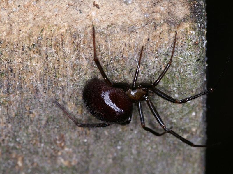 Steatoda_grossa_D4216_Z_82_Badhoevedorp_Nederland.jpg